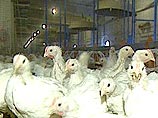 Ажиотаж  вокруг "птичьего гриппа" - следствие усиления конкуренции на рынке мяса птицы, утверждает эксперт