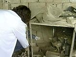 ООН: "птичий грипп" направляется в Африку