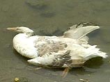 В деревне в Тульской области погибло и забито более 2 тысяч птиц 