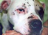 Пятилетняя собака породы стаффордширский терьер получила 20 ожогов на голове, у нее сломаны 7 ребер. Одно из ребер прокололо легкое. Кроме того, у собаки порваны уши, выбиты несколько зубов и сломана спина