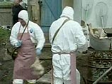 Новый очаг "птичьего гриппа" выявлен в Челябинской области Новый очаг "птичьего гриппа" выявлен в Челябинской области