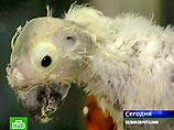 Как сообщила главный ветеринар Соединенного королевства Дебби Рэйнольдс, птица была завезена в Великобританию из Суринама. Поскольку попугай умер в карантинной зоне, ее смерть нельзя считать первым официальным случаем заболевания