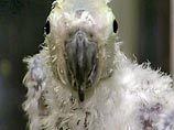 В Великобритании от "птичьего гриппа" скончался  попугай