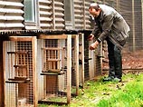 В Германии и Португалии зафиксирован падеж диких гусей, уток и чаек В Германии и Португалии зафиксирован падеж диких гусей, уток и чаек