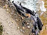 В Австралии несколько десятков китов выбросились на берег