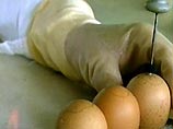 Европейские эксперты не рекомендуют употреблять в пищу сырые куриные яйца