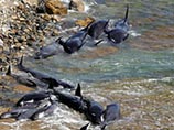 В среду на побережье австралийского острова Тасмания выбросились еще 80 китов. Накануне около 60 китов погибли на этом же пляже в южной части Тасмании