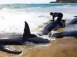 По последним данным, за прошедшие сутки в бухте Марион погибли уже свыше 130 китов. Экологи и около 100 добровольцев пытаются спасти оставшихся в живых животных, оттащив их обратно в воду