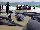 На побережье Тасмании выбросились еще несколько десятков китов (ФОТО)