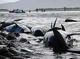 Два больших стада этих животных, около 60 китов выбросились во вторник на побережье острова Тасмания. Спасти их не удалось. Представители местной партии "зеленых" требуют, чтобы правительство предоставило информацию о деятельности австралийского военного