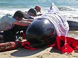 Причиной массовой гибели китов в Австралии могли стать военные