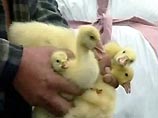 Жителям Новосибирской области выплатили 13 млн рублей за уничтожение больной птицы Жителям Новосибирской области выплатили 13 млн рублей за уничтожение больной птицы