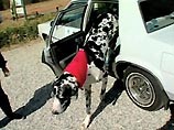 Трехлетний датский дог из Сакраменто (Калифорния, США) назван самой высокой в мире собакой и занесен в книгу рекордов Гиннесса