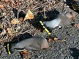 Как сообщили в понедельник в территориальном управлении Роспотребнадзора, падеж перелетных птиц зафиксирован уже в Свердловской области. Стая мертвых птиц была найдена на окраине Асбеста