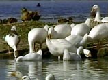 В Челябинской области выявлен уже шестой очаг "птичьего гриппа" В Челябинской области выявлен уже шестой очаг "птичьего гриппа"