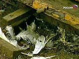 В селе Покровка Баевского района Алтайского края, где неделю назад произошел падеж 65 домашних птиц, в результате исследований выявлен вирус "птичьего гриппа"