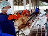 В Сингапуре распространение "птичьего гриппа" будут отслеживать "живые индикаторы"