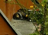 Пропавшего в Нальчике правозащитника Руслана Нахушева могли убить за сведения, мешающие силовикам Пропавшего в Нальчике правозащитника Руслана Нахушева могли убить за сведения, мешающие силовикам