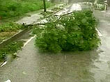 Смоленская область в минувшие сутки пострадала от сильного ветра с дождем