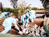 Число погибших и уничтоженных домашних птиц превысило 20 тысяч голов Число погибших и уничтоженных домашних птиц превысило 20 тысяч голов