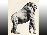 Гигантская обезьяна ростом 3 метра и весом около 550 кг на протяжении миллиона лет сосуществовала рядом с первобытными людьми