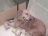 В США в штате Калифорния родился щенок зеленого окраса породы золотистый ретривер