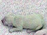 В США у золотистого ретривера родился щенок зеленого цвета (ФОТО)