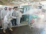Власти Кувейта сообщили в четверг о двух случаях "птичьего гриппа". Впервые это опасное заболевание выявлено в данном регионе