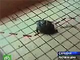 Ученый Алексей Буриков установил на панцире черепахи маленькую камеру и задал траекторию движения