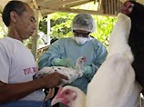 В Индонезии умерла 20-летняя девушка с симптомами "птичьего гриппа"