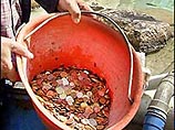 В Риме арестованы 4 дворника, укравшие из фонтана Треви 110 тыс. евро В Риме арестованы 4 дворника, укравшие из фонтана Треви 110 тыс. евро