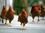 По мнению экспертов Организации по продовольствию и сельскому хозяйству при ООН, он появится там очень скоро. Птицы из зараженных регионов Азии уже находятся на пути в Африку По мнению экспертов Организации по продовольствию и сельскому хозяйству при ООН, он появится там очень скоро. Птицы из зараженных регионов Азии уже находятся на пути в Африку