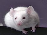 Бесстрашные мыши помогут лечить фобии у людей