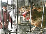 В Китае обнаружены два новых очага "птичьего гриппа"