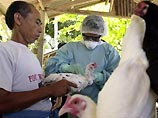 В Индонезии от "птичьего гриппа" скончался мужчина