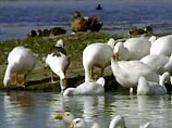 В дельте Волги в Астраханской области зафиксирована гибель от "птичьего гриппа" 250 серых лебедей