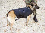 На выставке Milipol 2005 в Париже производители демонстрируют бронежилеты для особо ценных собак На выставке Milipol 2005 в Париже производители демонстрируют бронежилеты для особо ценных собак