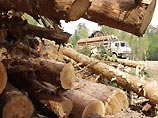 Минприроды предлагает отменить ограничения на вырубку лесов в России Минприроды предлагает отменить ограничения на вырубку лесов в России