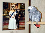 Шестилетняя самка африканского серого попугая по имени Санни, которая является талисманом военного корабля Lancaster ВМС Ее Величества, неожиданно начала чувствовать себя дурно