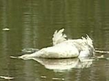 В Калмыкии на побережье Каспийского моря обнаружены 33 погибших лебедя