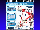Представитель пресс-службы Минздрава КНР заявил, что выявленный у заболевших в Китае людей штамм вируса Н5N1 отличен от обнаруженного у заразившихся этой болезнью во Вьетнаме