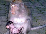 У обезьян, как и людей, есть акцент, выяснили японцы