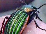 25 невероятных фактов из жизни насекомых