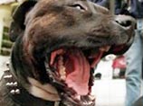 После инцидента все три собаки породы "американский бультерьер" с согласия владельца были усыплены окружным ветеринаром