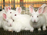 Кролики по неизвестной причине считаются у людей символом половой необузданности. В этом есть доля правды: самки кролика способны производить потомство вплоть до шести раз в год