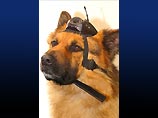 Британская полиция оснастила видеокамерами служебно-розыскных собак