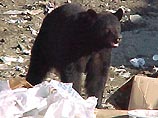 В Пенсильвании семья обнаружила под своим домом берлогу с медведем 