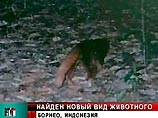 На Калимантане найдено неизвестное ранее хищное существо с рыжей шерстью и длинным хвостом (ФОТО) На Калимантане найдено неизвестное ранее хищное существо с рыжей шерстью и длинным хвостом (ФОТО)