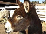 "Креативные" наказания судьи из США: ночь в лесу, прогулка с ослом, экскурсия в морг "Креативные" наказания судьи из США: ночь в лесу, прогулка с ослом, экскурсия в морг