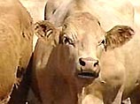 В Японии подтвержден новый случай коровьего бешенства